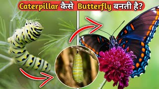 कैटरपलीर कैसे तितली बनती हैHow to caterpillar turn into a butterfly🐛🦋 [upl. by Asinla174]