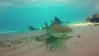 Friendly Little Lemon Shark [upl. by Cormack]