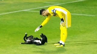 Momentos DIVERTIDOS Con ANIMALES En El Fútbol 🐕 [upl. by Nerrat]