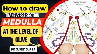 Transverse Section of Medulla  TS of Medulla at olive [upl. by Agata]