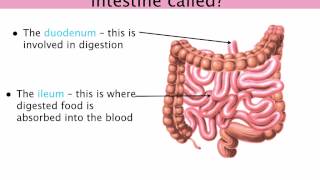 IGCSE 26 Digestive system Duodenum gall bladder liver and pancreas Ms Cooper [upl. by Marj213]