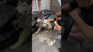 Grooming Aggressive Ferious Husky Impossible Challenge 😮‍💨🥵 shorts pets dog trending funny [upl. by Angie]