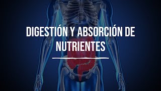 Digestión y absorción de nutrientes  Bioquímica  Lic en Nutrición [upl. by Ziguard]