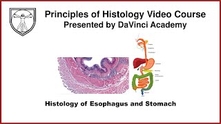 Histology of Esophagus and Stomach GI Histology 1 of 4 [upl. by Nealah]