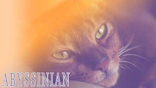 Ideal Companion Abyssinian  Cat Breeding Videos [upl. by Bennir]