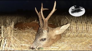 Hunting roebuck in August 4 Bronze medal roebuck down [upl. by Annaierb]