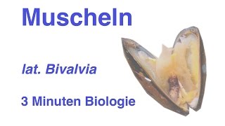 Bivalvia  Muscheln  3 Minuten Biologie [upl. by Krall]