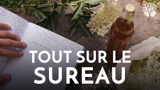 Délicieux Sirop et confiture fleur de Sureau delicious Elderflower syrup recipeทำน้ำเชื่อมดอกElder [upl. by Ricker]