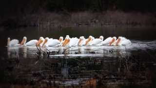 AMERICAN WHITE PELICANS  LAKE MENA ARKANSAS [upl. by Gavrilla]