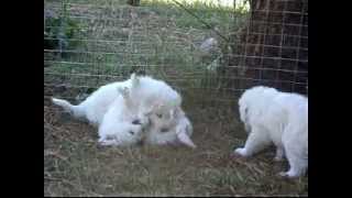 Maremma sheepdog pups play behaviour [upl. by Thebault]