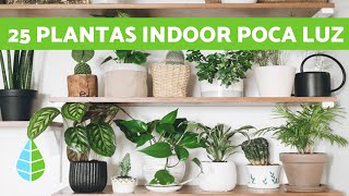 25 PLANTAS de INTERIOR RESISTENTES con POCA LUZ [upl. by Eltsyrk]