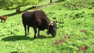 MON BEAU CANTAL 60 Les vaches montent à lestive [upl. by Ellednahs764]