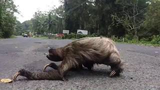 sloth crossing a road  super creepy [upl. by Goldshlag]