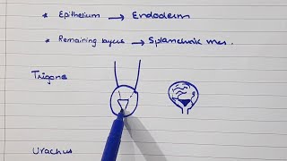 Development of urinary system Part 4 Urinary bladder Development  Urogenital system [upl. by Jews]