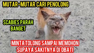 MENGHARUKAN KUCING LIAR MOHONMOHON DI OBATI KARENA SAKIT SCABIES PARAH [upl. by Glendon]