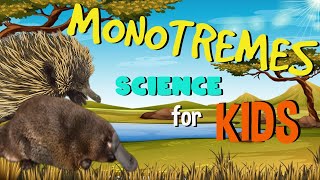 Monotremes  The only Mammals that lay Eggs  Science for Kids [upl. by Yerdna]