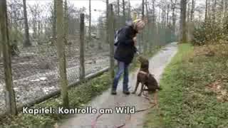 Antijagdtraining für Hunde mit AntijagdtrainingSpezialistin Pia Gröning [upl. by Trust]