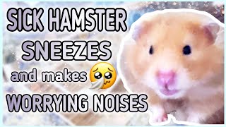 This is how a HAMSTER with COLD sounds Like🤧Hamster makes Worrying Noises🥺 [upl. by Naux]