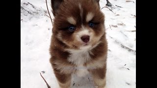 Pomsky Puppies Eating Snow So Cute [upl. by Ateiram]