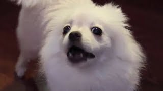 Pomeranian barking  DOG BARKING Sound Effect High Quality [upl. by Laughton]