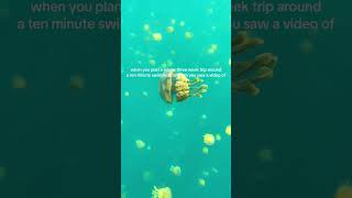 the worlds most unique wildlife experience philippines jellyfish siargao travel travelguide [upl. by Aizirtap]