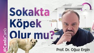 Sokakta Köpek Olur mu [upl. by Eidualc]