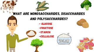 Monosaccharides disaccharidepolysaccharides sugarssucrosestarchcellulose [upl. by Imac]