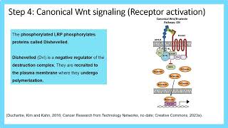 ‌Understanding Cancer Lecture 13 Normal and Dysregulated Wnt cell signalling pathways [upl. by Burkhardt]