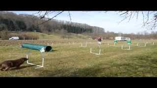 NADAC HoopersAgility Basic 1  2 amp Parcours [upl. by Nager]