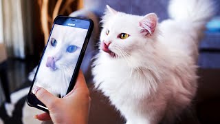 Cats Try To Get Tiktok Famous Compilation [upl. by Lalita]