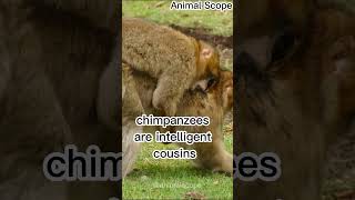 Are these Chimpanzee humans or not [upl. by Walli]