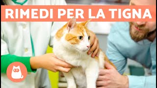 7 RIMEDI NATURALI per la TIGNA nel GATTO 🐱 [upl. by Selby726]