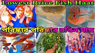 পরিষ্কার পরিষ্কার মাছ শ্রীরামপুরের হাটে 🐟 Fish  Aquarium  Pet  Serampore Pet Market  Fish Haat [upl. by Ahasuerus]