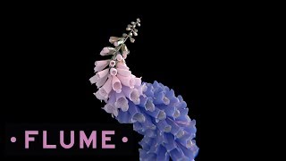 Flume  Free [upl. by Vikki]