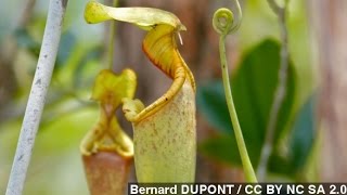 How Carnivorous Pitcher Plants Trap Their Prey [upl. by Wilmer]