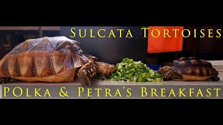 Polka amp Petras Hearty Breakfast  Sulcata Tortoises  Pet Tortoises [upl. by Rhines]