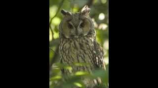 Asio otus Longeared owl 5 Alarming call [upl. by Soisanahta]