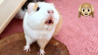 Guinea Pig MEGA Squeak and Noises Compilation [upl. by Orecul571]