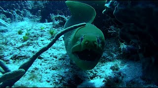 Moray Eel Eats TWO Splendid Toadfish [upl. by Rivers624]