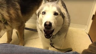 Stubborn Husky loudly protest vet while in waiting room [upl. by Esiom]