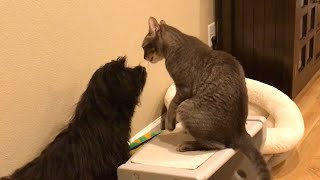 Havanese dog invites cat to play [upl. by Doscher]