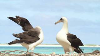 Dancing Laysan Albatrosses [upl. by Tris]