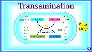 3 Transamination  Amino Acid Metabolism  Biochemistry  NJOY Biochemistry [upl. by Steen]