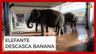 Elefante aprende a descascar banana como humanos [upl. by Erbma]