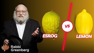 Rambam InDepth I The Four Signs of a NonKosher Etrog [upl. by Soloma]