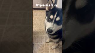 Owning a husky be like [upl. by Zoe]