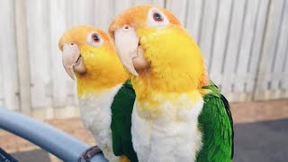 White Bellied Caique Dancing  White Bellied Parrot Talking [upl. by Goggin731]