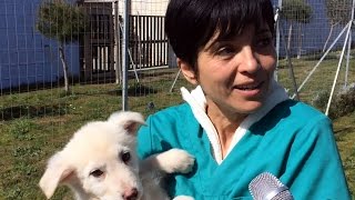 Tutorial Cosa fare per adottare un cane del Canile comunale di Cagliari [upl. by Crissie778]