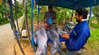 Wow 40Kg Big Catla Fish Cutting  How to Cut Big Catla Fish Excellent Fish Cutting Style Sri Lanka [upl. by Noyad]