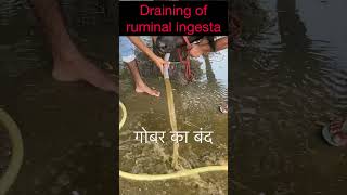 Impaction of rumen l dr Umar Khan [upl. by Ahsenal]